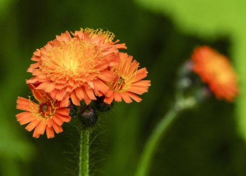 wild flower plant meadow