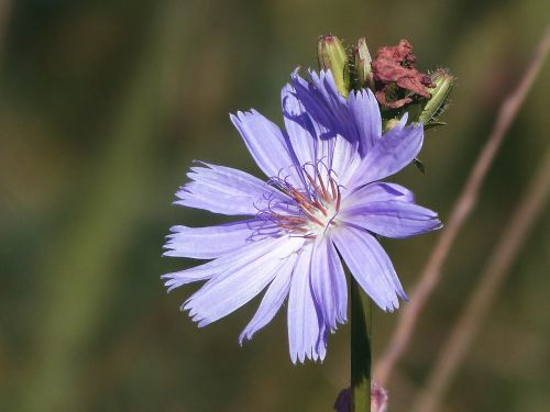 wild flower pointed flower nature