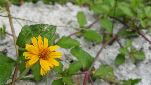 wild flower yellow flower vines