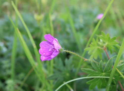 wild flower pink blossom