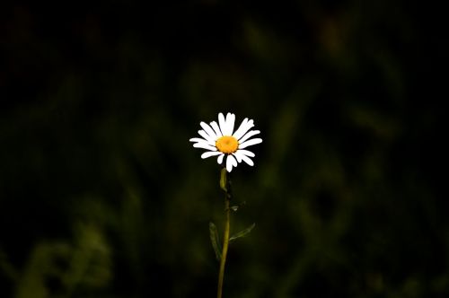 wild flower blossom bloom