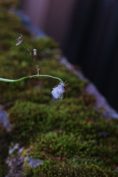 wild flower autumn moss