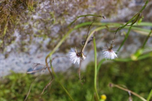 wild flower autumn moss