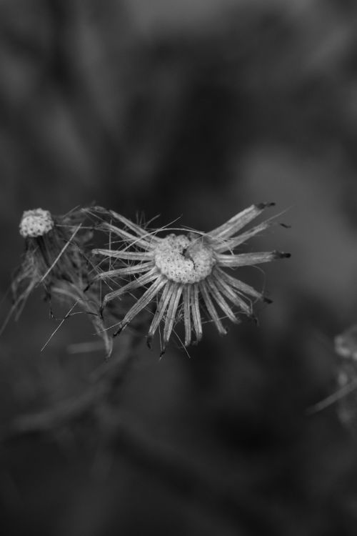 wild flower nature autumn