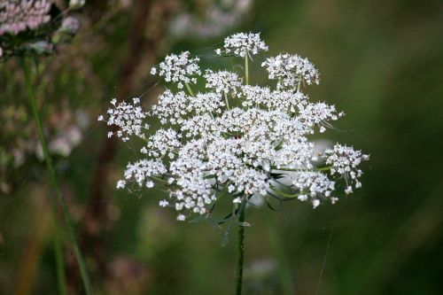 wild flower meadow white