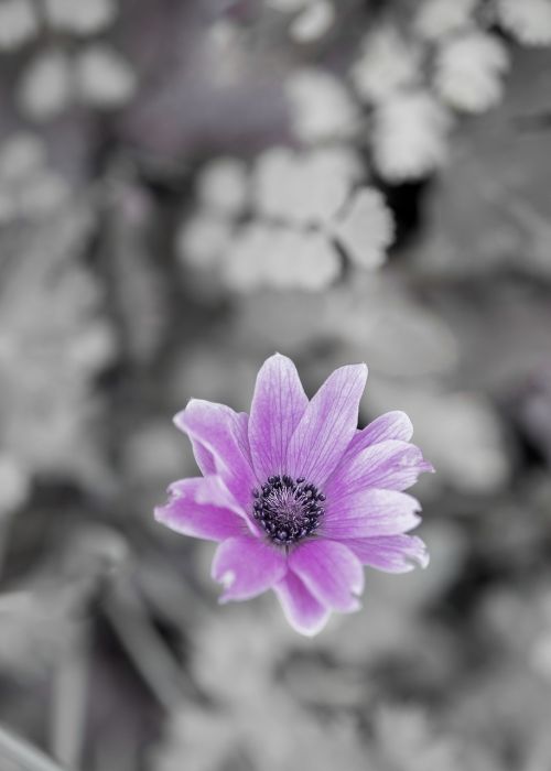 wild flower purple blossom