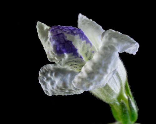 wild flower small flower white purple