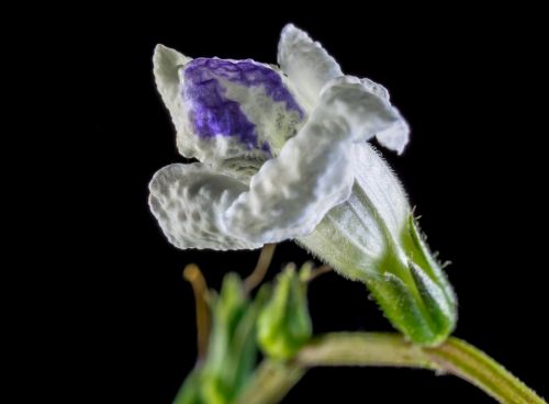 wild flower small flower white purple