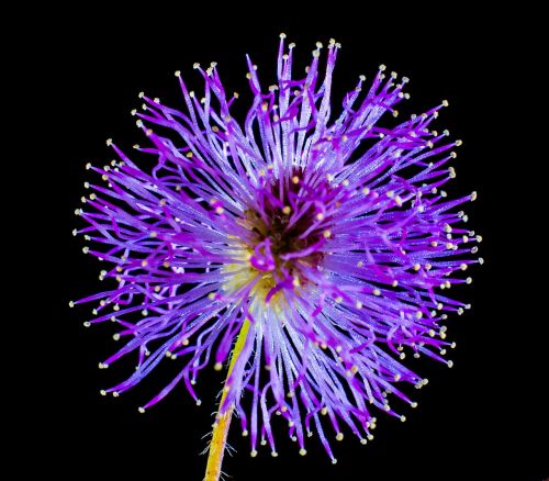 wild flower small flower purple