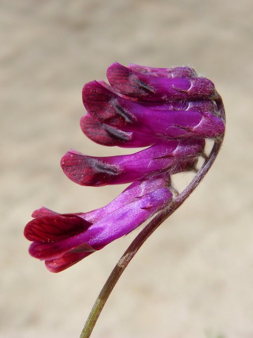 wild flower  purple flower  nature