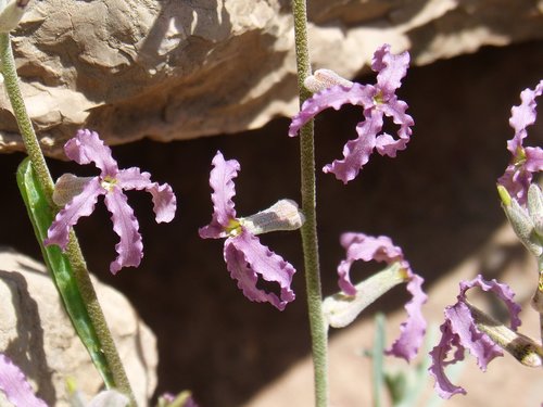 wild flower  flower  nature