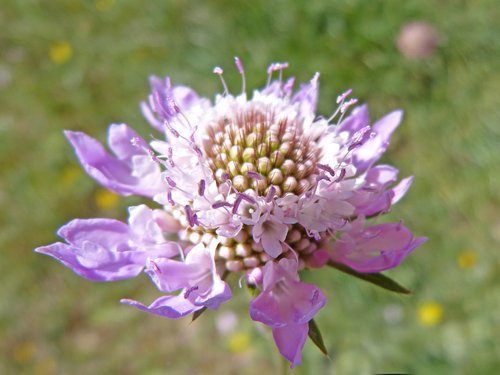 wild flower  scabiosa  pin cushioning flower