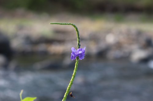 wild flower  jamaicensis  purple