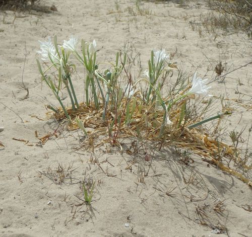 wild flower sand sun