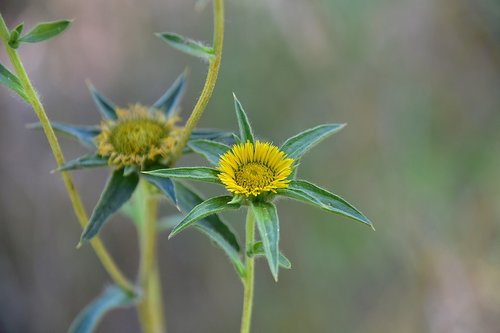 wild flower  garden  plant