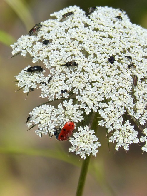 wild flower  insects  libar