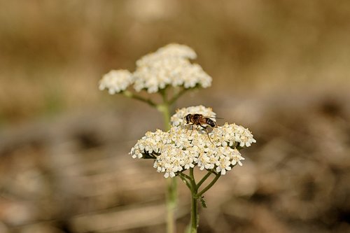 wild flower  insect  nature