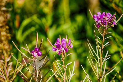 wild flower  nature  plant