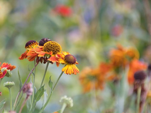 wild flower  flower meadow  nature