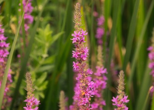 wild flower  purple  nature