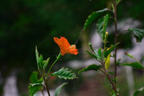 wild flower  nature  flowers