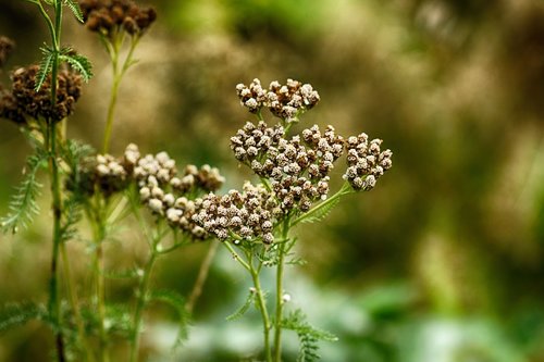 wild flower  plant  nature