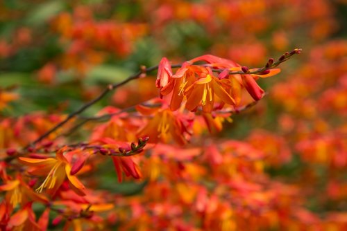 wild flower  orange  bloom