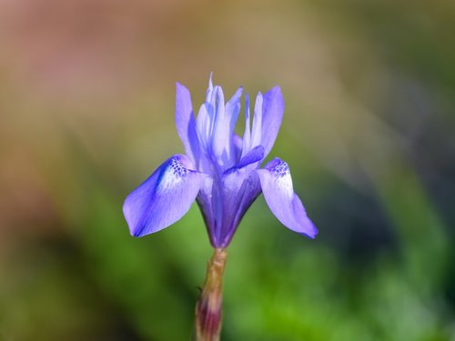 wild flower  purple  colorful