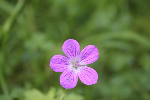 wild flower  nature  plant