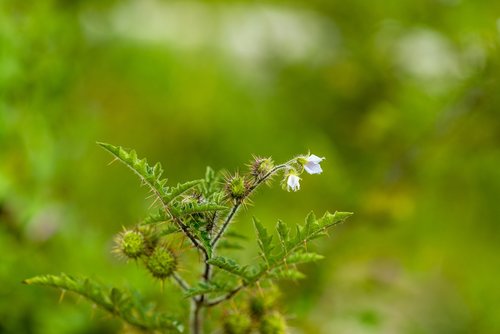 wild flower  flower with thorns  plant