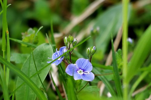 wild flower  nature  grass