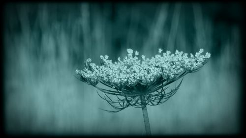 wild flower black flower