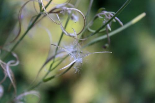 wild flower blossom bloom