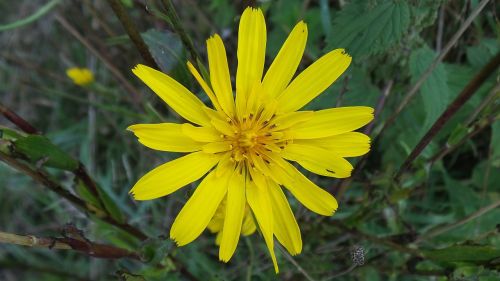 wild flower yellow flowers