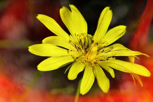 wild flower flower yellow