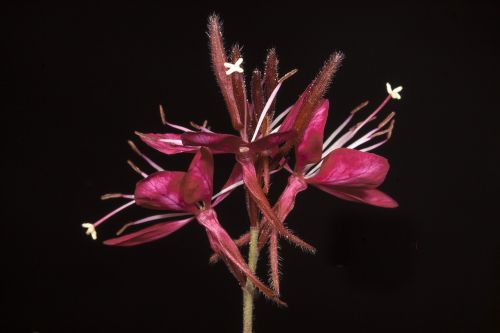 wild flower gkaoyra red garden