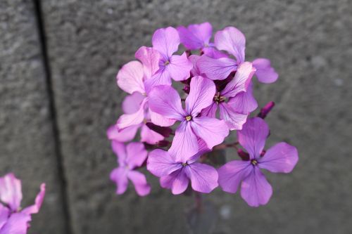 wild flower purple flower blossom