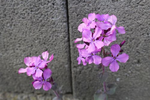 wild flower purple flower blossom