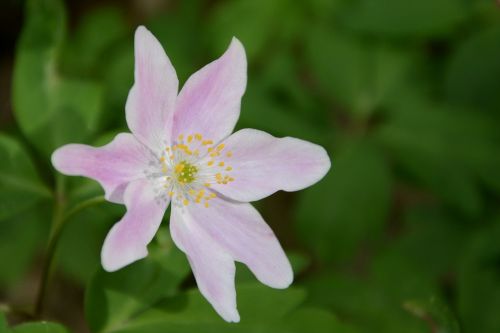 wild flower pink nature