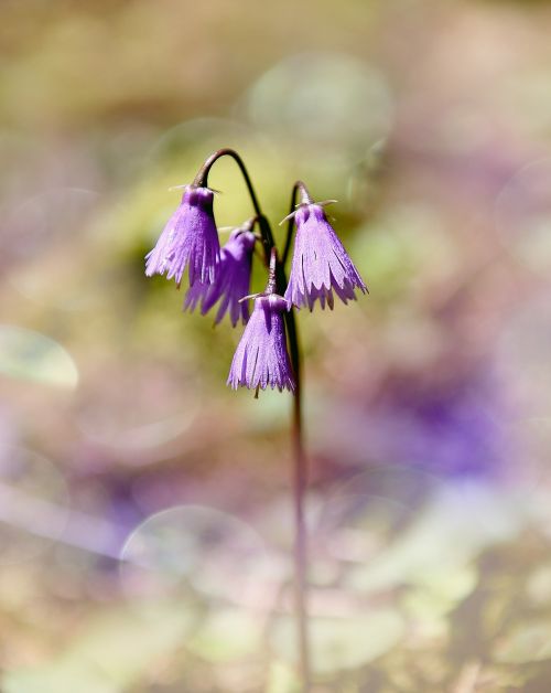 wild flower forest flower bellflower