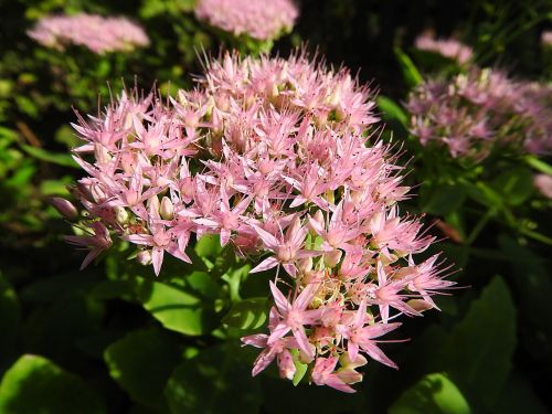 wild flower pink flower flower