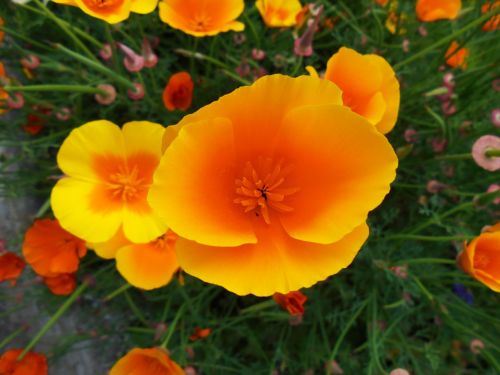 wild flower orange yellow