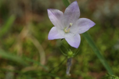 Wild Flower Purple