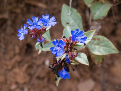 wild flowers ecology small fresh