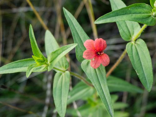 wild flowers ecology small fresh