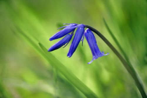 wild flowers bluebell wood bluebell