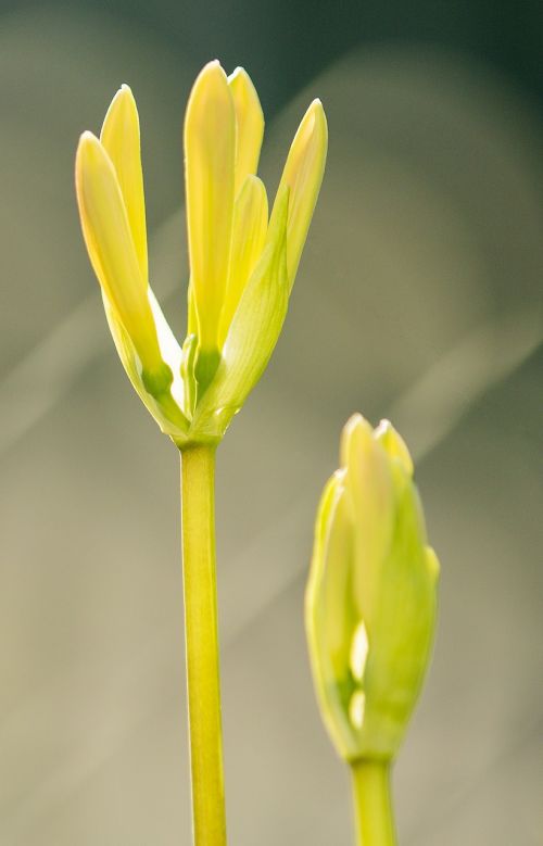 wild flowers flower plant