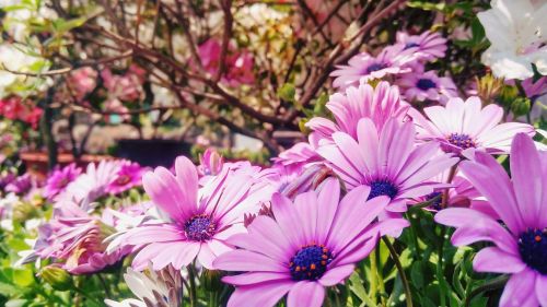 wild flowers purple flower outdoor