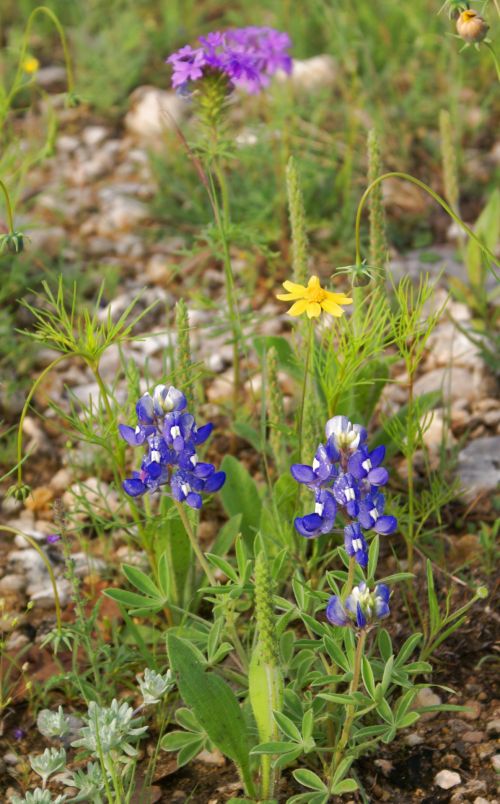 Wild Flowers