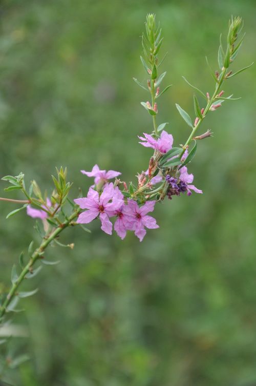 wild flowers flower plant